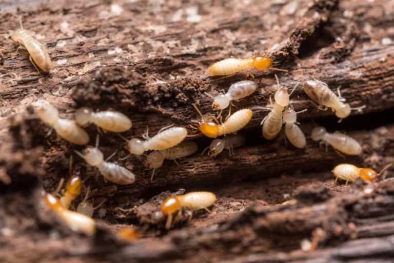 Eradication des Termites a Hasparren