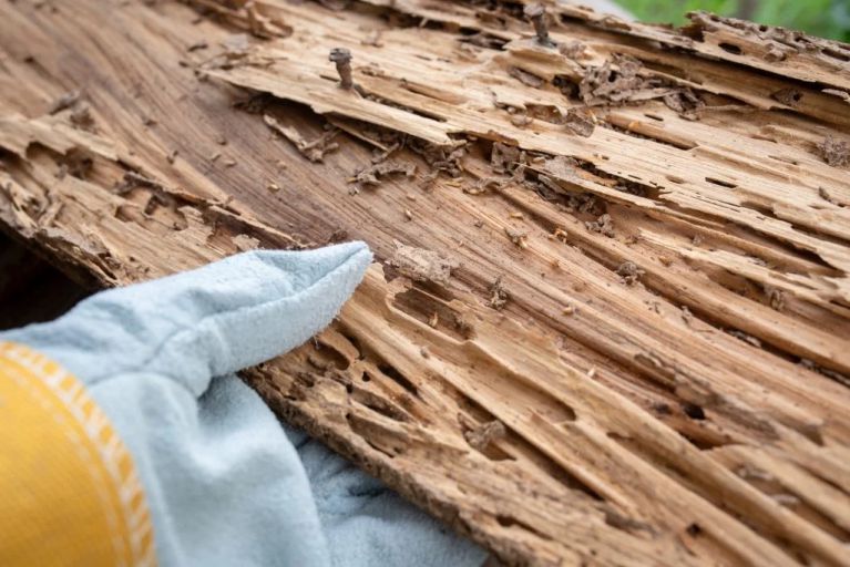 Extermination des termites au Pays Basque